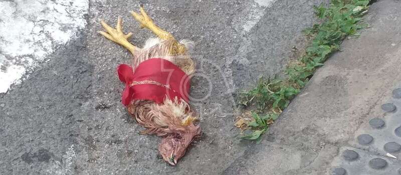 La gallina muerta/TA.